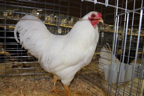 Rodney Creech (OH-40), would create a more direct. . Clermont county ohio chicken laws